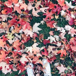 Full frame shot of autumn leaves