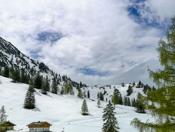 Pine trees on snow covered mountain against sky