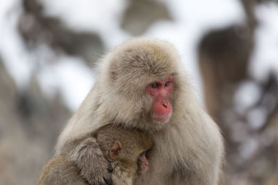 Parent and child of a monkey