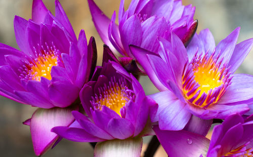 Close-up of pink flowering plants