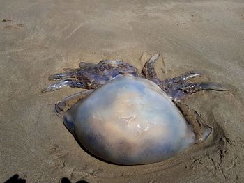 High angle view of crab on sand
