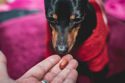 Close-up of person hand holding black dog