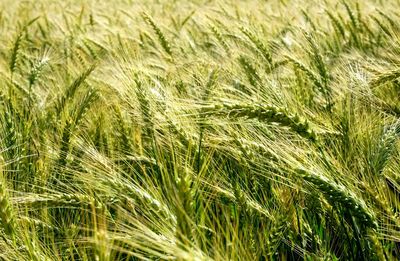 Full frame shot of wheat field