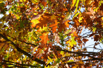 Low angle view of autumnal tree