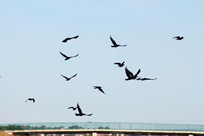 Low angle view of seagulls flying