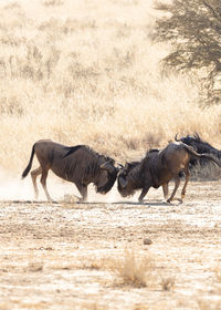 View of horses running