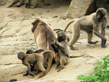 Monkeys sitting in a row