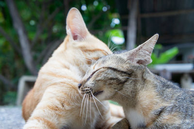 Close-up of cat with eyes closed