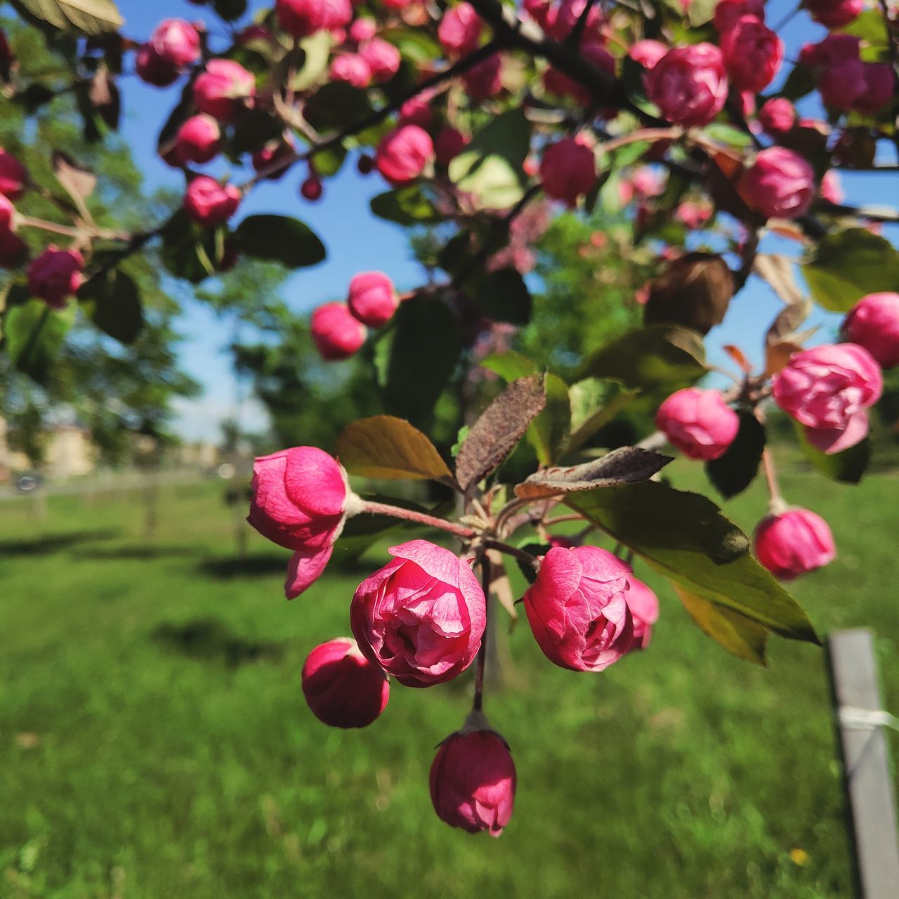 Nature Flower Tree Fruit Pink Color Flower Head Multi Colored Close-up Plant In Bloom Blossom Plant Life Blooming Botany