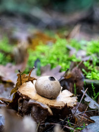 Close-up of mushrooms on land