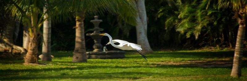 Bird on grassy field