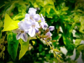 Close-up of flowers blooming outdoors