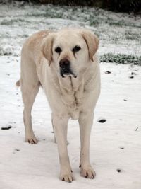 Close-up portrait of dog on snow