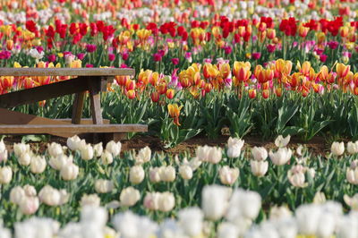 Close-up of multi colored tulip flowers