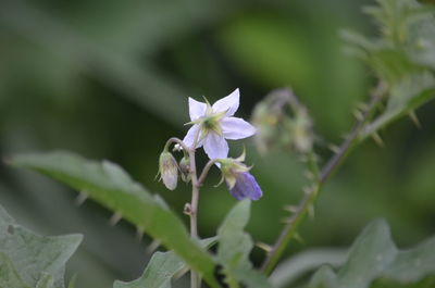 Close-up of purple flowering plant