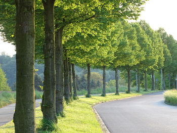 Trees on landscape against sky