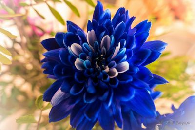 Close-up of purple flower blooming outdoors