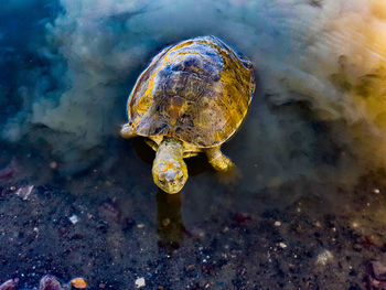 Close-up of turtle in sea