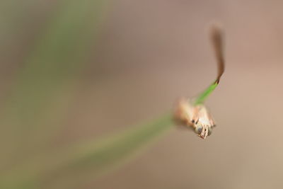 Close-up of insect on leaf