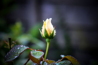 Close-up of flowering plant