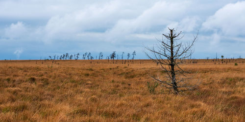 Old broken tree in nature reserve high fens, belgium.