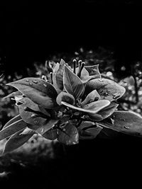 Close-up of flower blooming at night