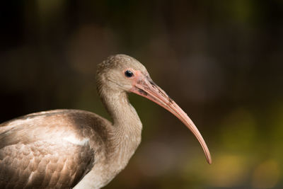 Close-up of bird