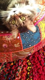 Cat looking at camera