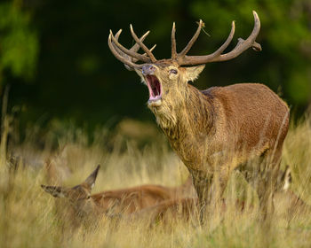 Deer in a field