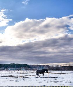 View of horse on snowy field against sky