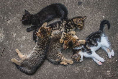 High angle view of tabby kitten