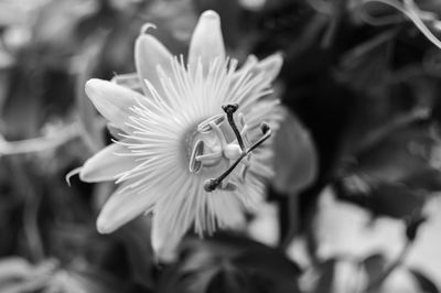 Close-up of white flower blooming outdoors