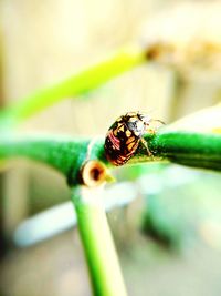 Close-up of insect on plant