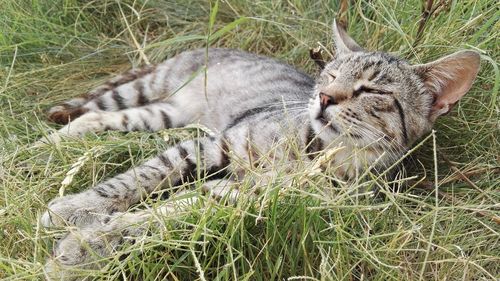 Cat relaxing on grassy field