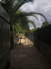 Palm trees and plants growing on footpath by building