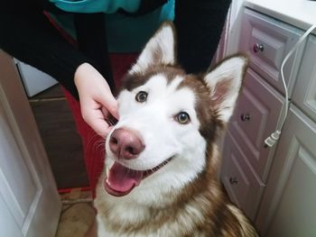 Close-up portrait of dog