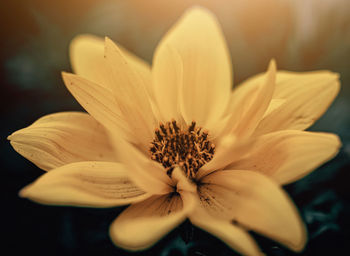 Close-up of yellow flower