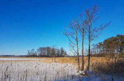 Bare trees on field against clear blue sky