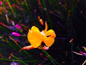 Close-up of yellow flower blooming at night