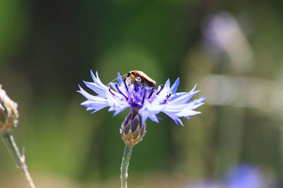 Close-up of bee on purple flower