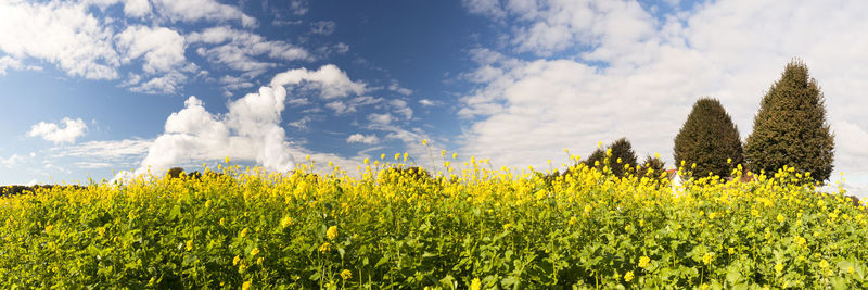 Scenic view of oilseed rape field against sky