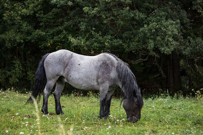 Horse grazing in a field