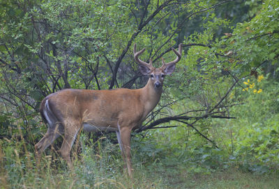 Side view of deer standing in forest