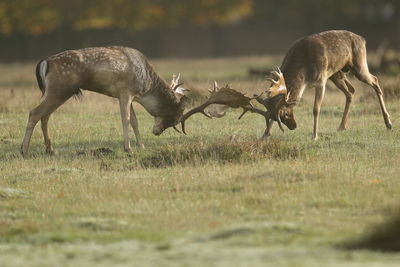 Reindeers fighting on land