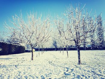 Bare trees on snow covered landscape