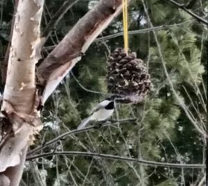 Close-up of bird perching on branch