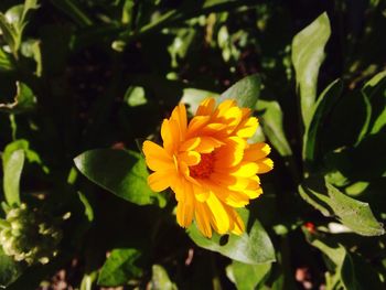 Close-up of yellow flower