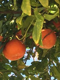Close-up of leaves on tree