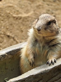 Close-up of an animal sitting on field