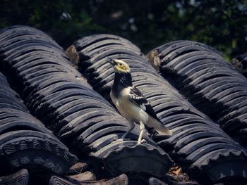 Close-up of birds perching on roof